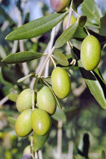 Olive fruits