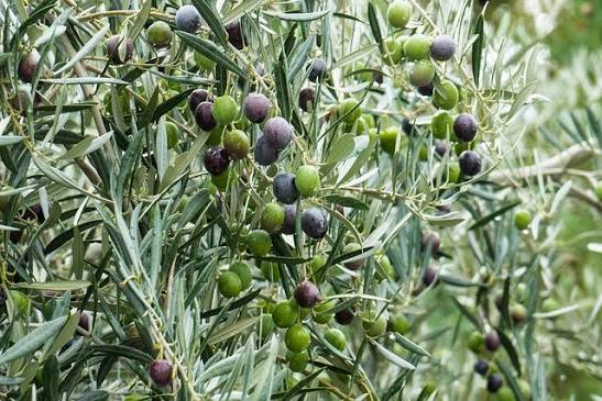 Olive tree (Olea europaea)