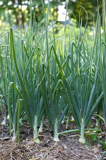 Onion plant (Allium cepa)
