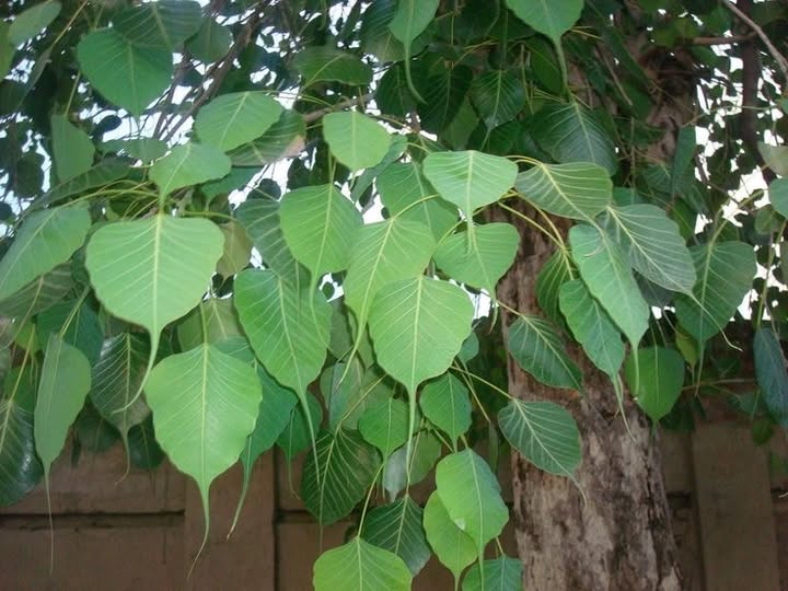Peepal tree leaves