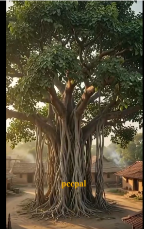 Peepal Tree (Ficus religiosa)
