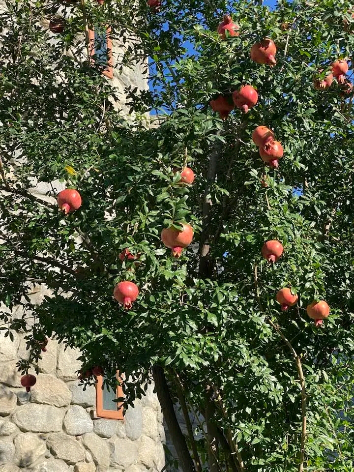 Pomegranate plant Punica granatum with leaves and branches