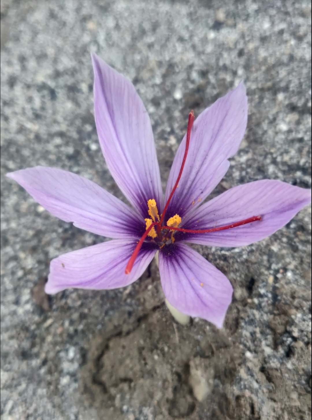 Purple saffron flower of Crocus sativus