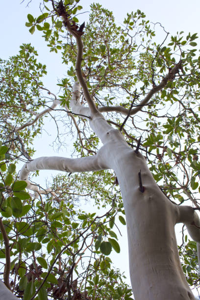 Sandalwood tree (Santalum album)