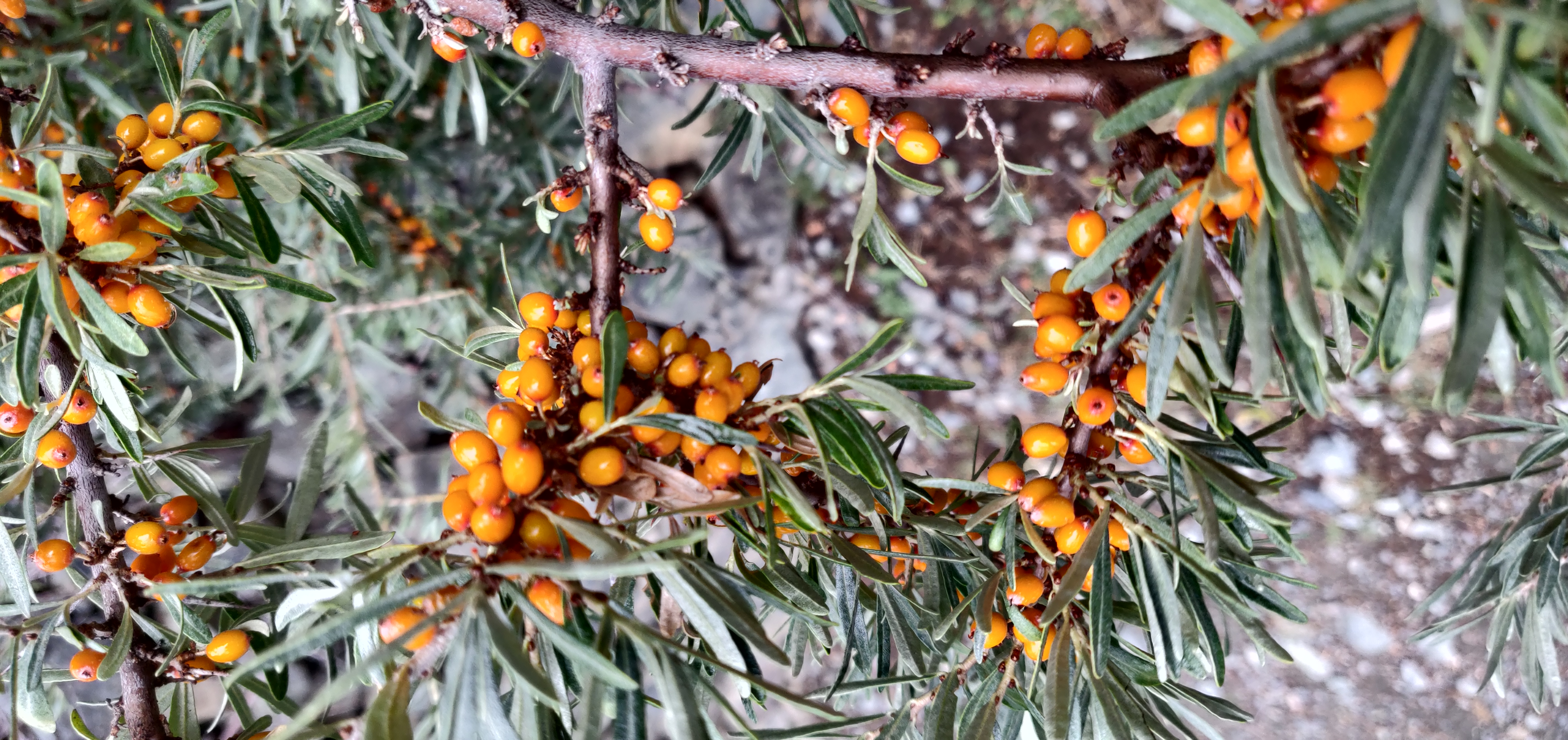 Sea Buckthorn berries