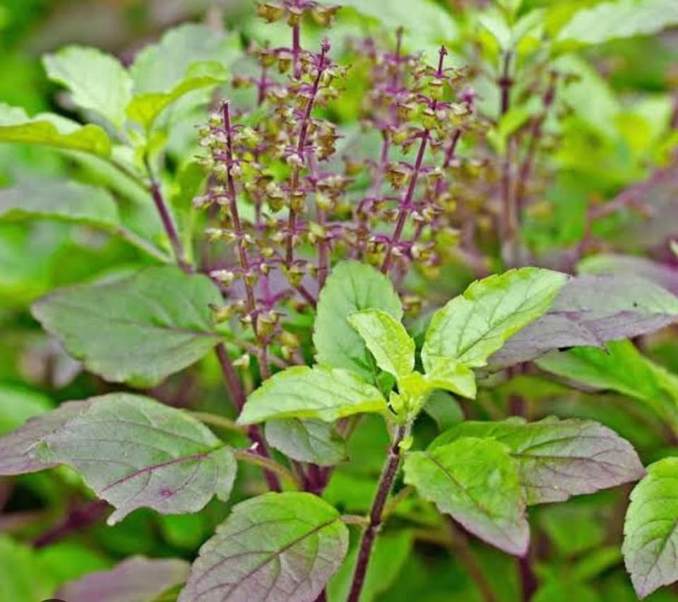 Tulsi leaves