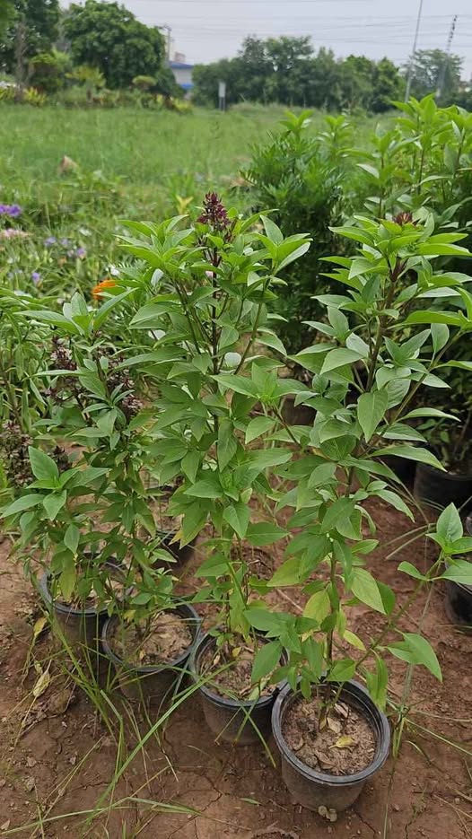 Tulsi or Holy Basil plant (Ocimum tenuiflorum)